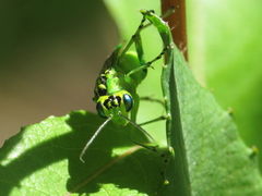 Rhogogaster viridis