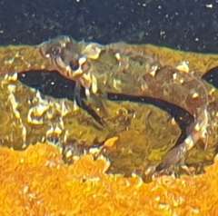 Clinus superciliosus