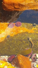 Clinus superciliosus