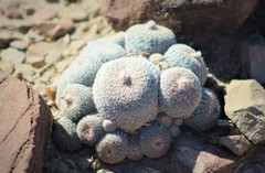 Epithelantha greggii