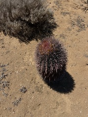 Ferocactus gracilis coloratus