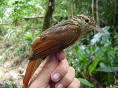 Ancistrops strigilatus