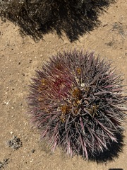 Ferocactus gracilis coloratus