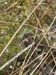 Hieracium longipilum