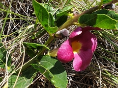 Harpagophytum procumbens