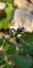 Buglossoides tenuiflora