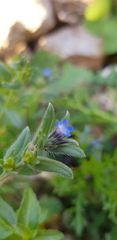 Buglossoides tenuiflora
