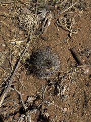 Mammillaria hutchisoniana louisae