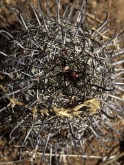 Mammillaria hutchisoniana louisae