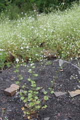 Sobolewskia truncata