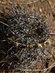 Mammillaria hutchisoniana louisae