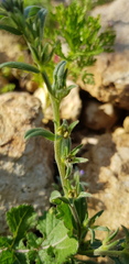 Buglossoides tenuiflora