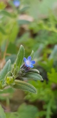 Buglossoides tenuiflora