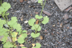 Sobolewskia truncata