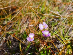 Bacopa cochlearia