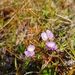 Bacopa cochlearia - Photo (c) Bruno Guilhon, some rights reserved (CC BY-NC), uploaded by Bruno Guilhon