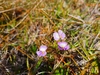 Bacopa cochlearia - Photo (c) Bruno Guilhon, some rights reserved (CC BY-NC), uploaded by Bruno Guilhon