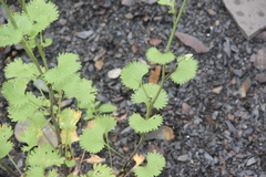 Sobolewskia truncata