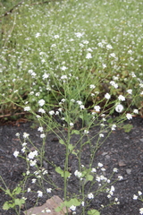 Sobolewskia truncata
