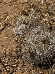 Mammillaria hutchisoniana louisae