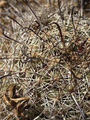 Mammillaria hutchisoniana louisae