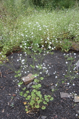 Sobolewskia truncata