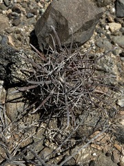 Ferocactus gracilis coloratus