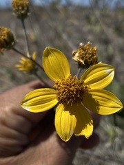 Bahiopsis triangularis