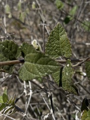 Bahiopsis triangularis