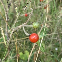 Solanum tettense image