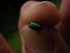 Cryptocephalus hypochaeridis