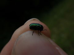 Cryptocephalus hypochaeridis