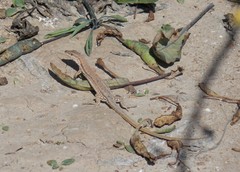 Mesalina simoni simoni