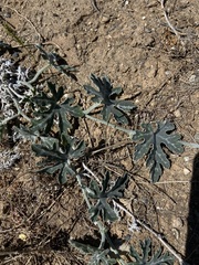 Cucurbita cordata