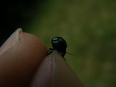 Cryptocephalus hypochaeridis