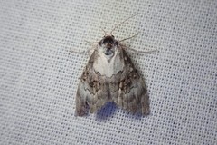 Acatapaustus leucospila
