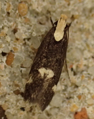 Chionodes phalacra
