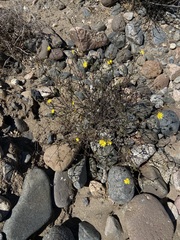 Xanthisma spinulosum gooddingii