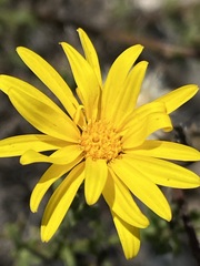 Xanthisma spinulosum gooddingii