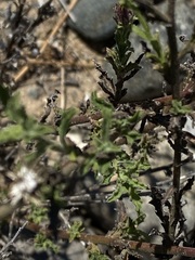 Xanthisma spinulosum gooddingii