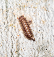 Polyxenus lagurus