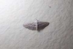 Araeopteron canescens