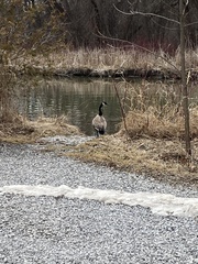 Branta canadensis
