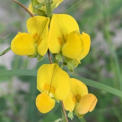 Crotalaria platysepala