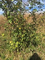 Toxicodendron pubescens