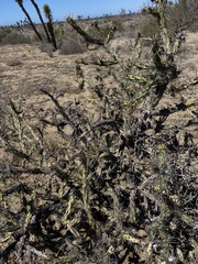 Cylindropuntia calmalliana