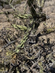Cylindropuntia calmalliana