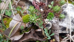 Petrosedum ochroleucum
