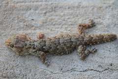 Chondrodactylus