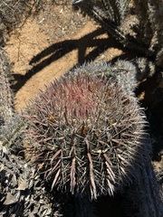 Ferocactus gracilis coloratus